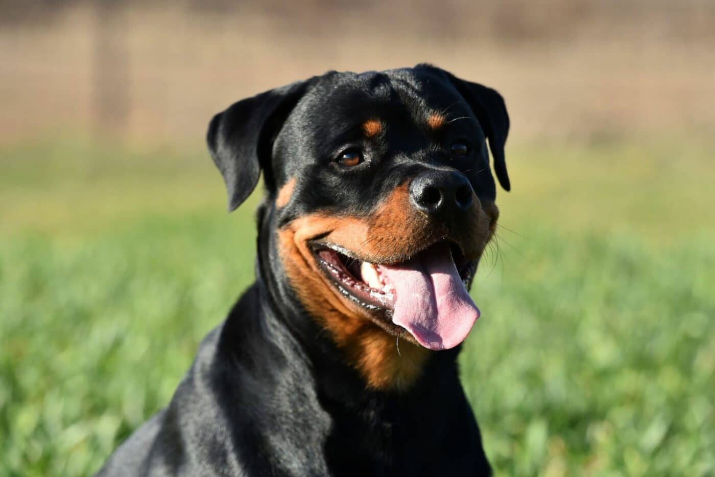 dog kennels for sale in dover de