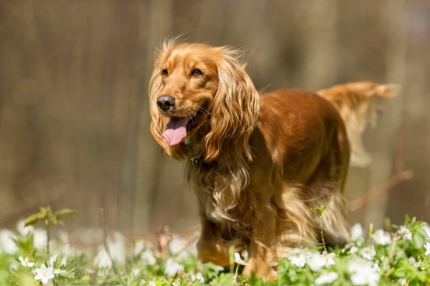 dog kennels for sale in fargo nd- dog kennels by breed