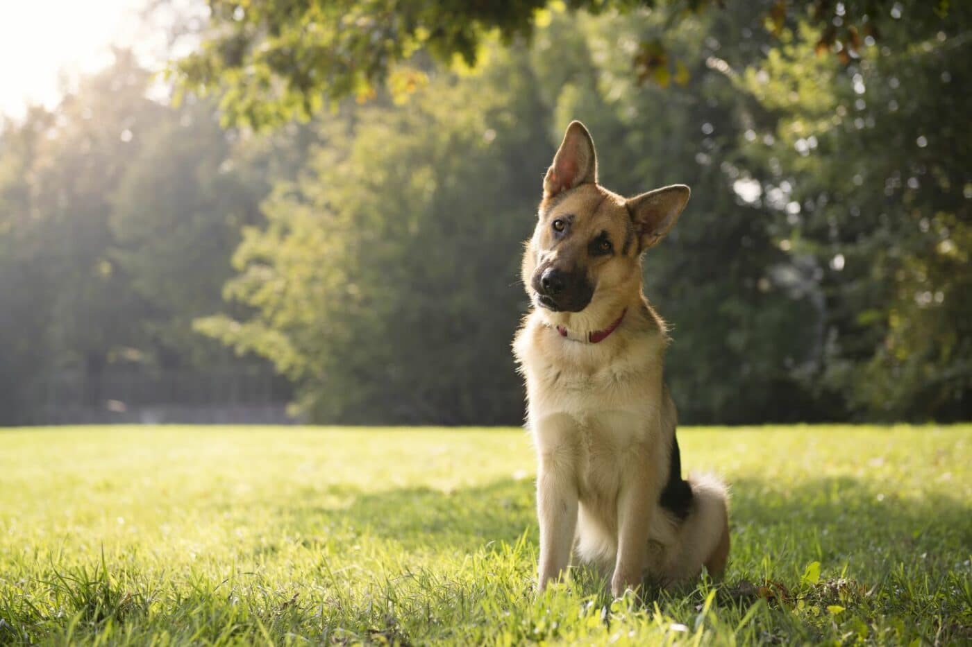 dog kennels for sale in Georgia- dog kennels by breed