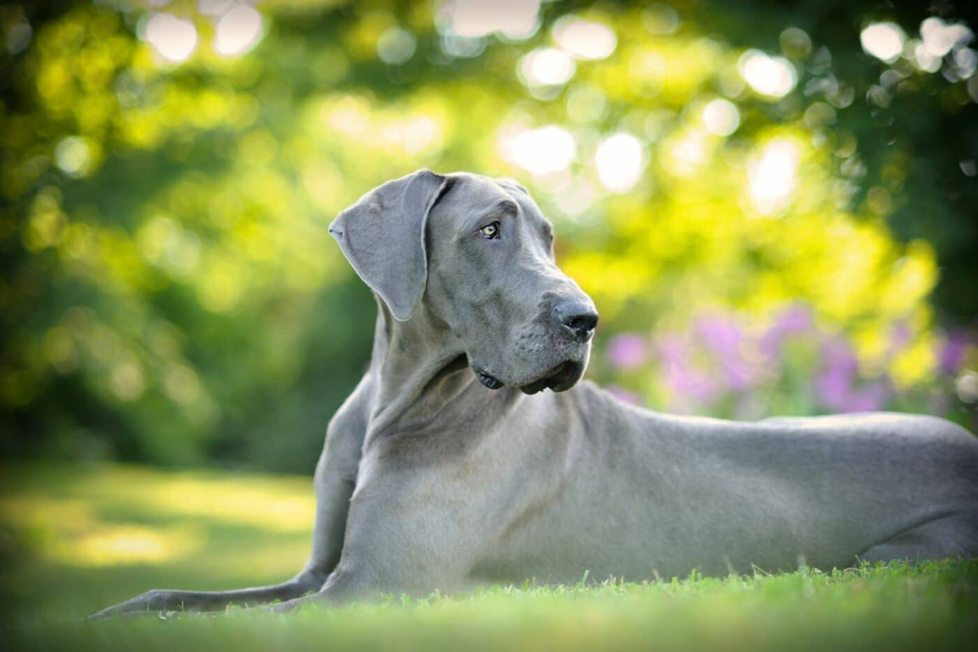 dog kennels for sale in gulfport ms- dog kennels by breed