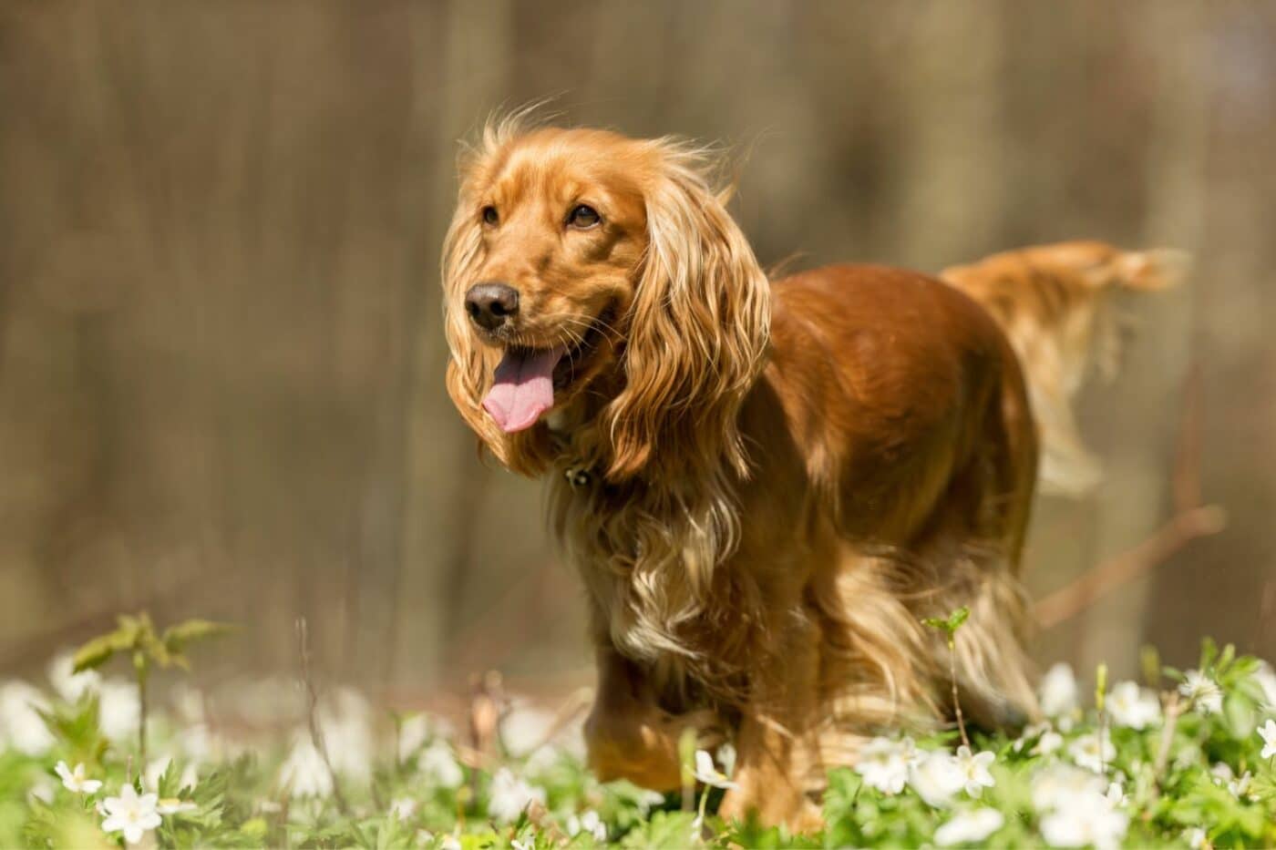 dog kennels for sale in jackson ms- dog kennels by breed