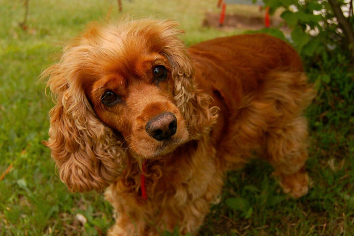 dog kennels for sale in lexington ky- dog kennels by breed