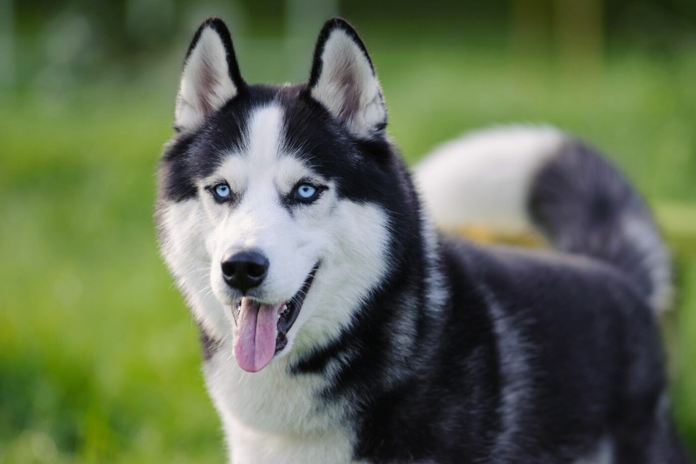 dog kennels for sale in louisville ky- dog kennels by breed