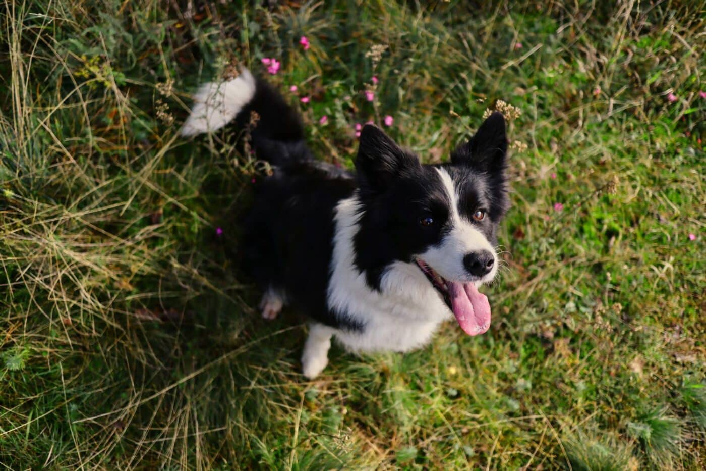 dog kennels for sale in mississippi- dog kennels by breed