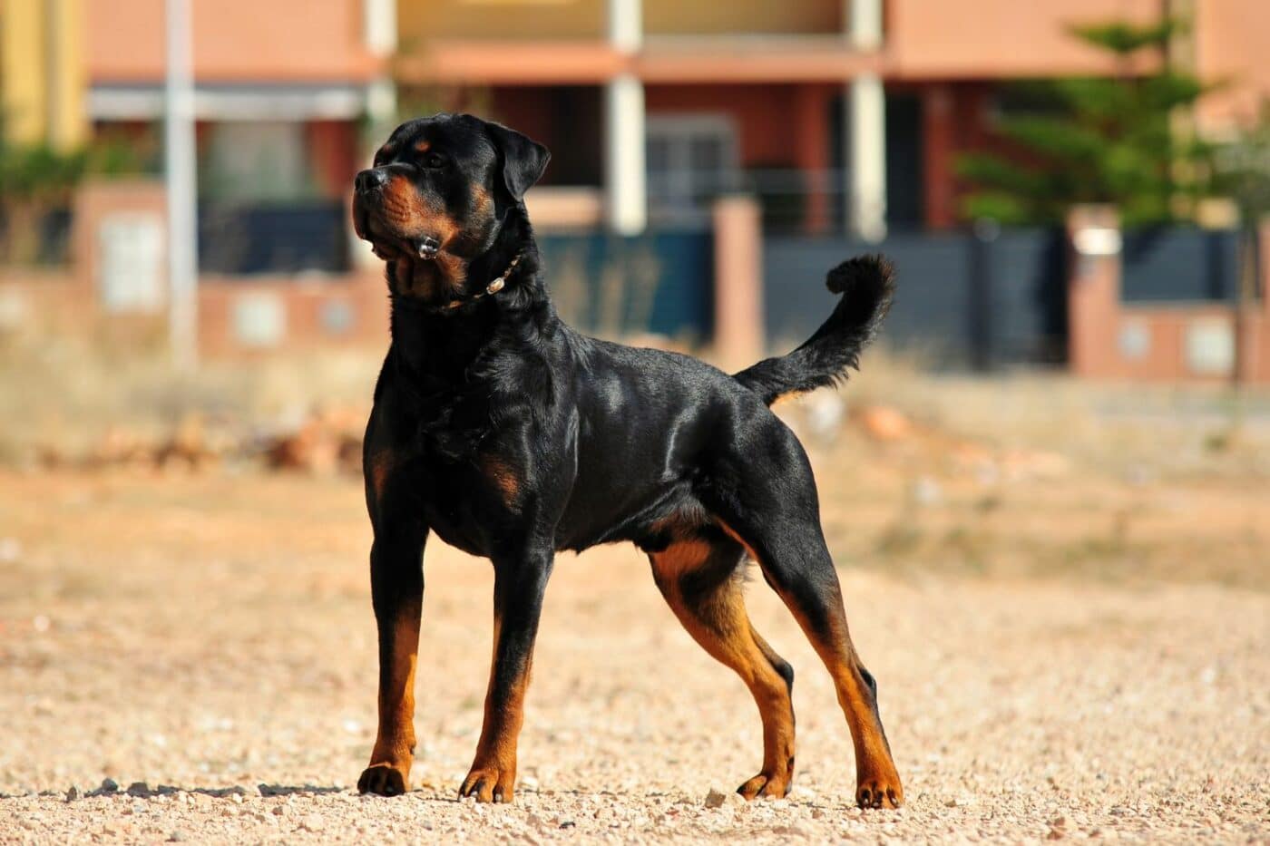dog kennels for sale in montgomery al- dog kennels by breed