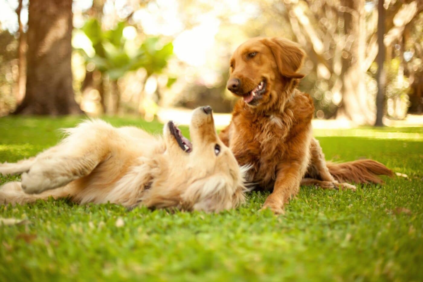 dog kennels for sale in morgantown wv- dog kennels by breed