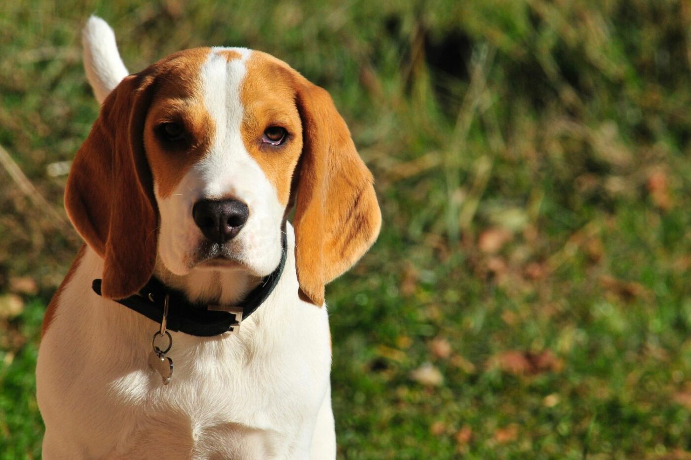 dog kennels for sale in north dakota- dog kennels by breed