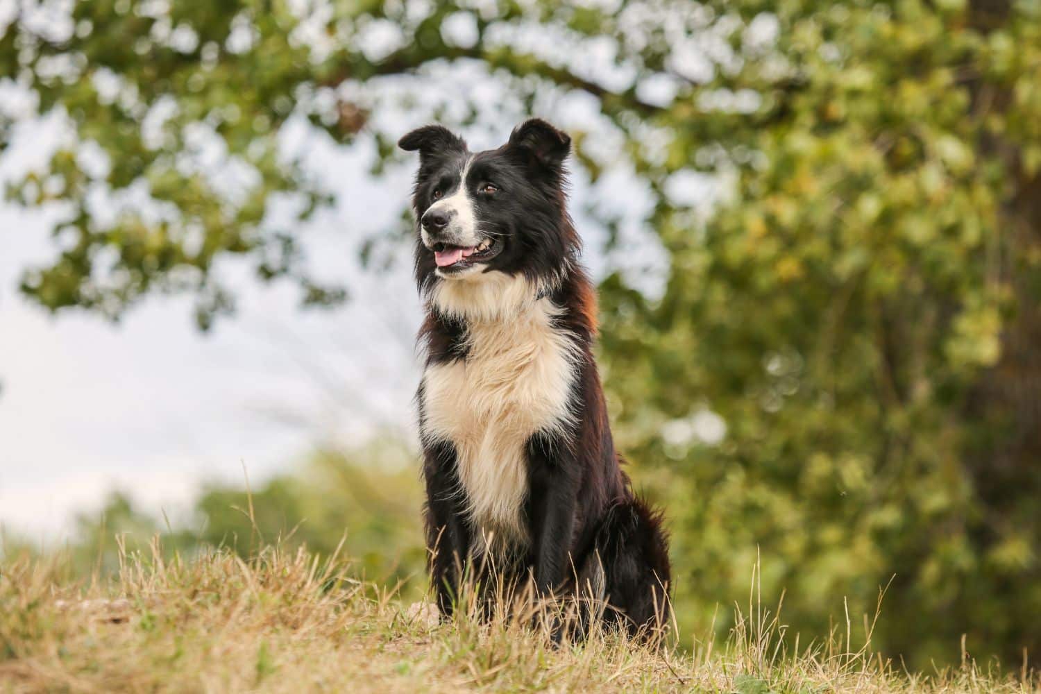 dog kennels for sale in oregon- dog kennels by breed