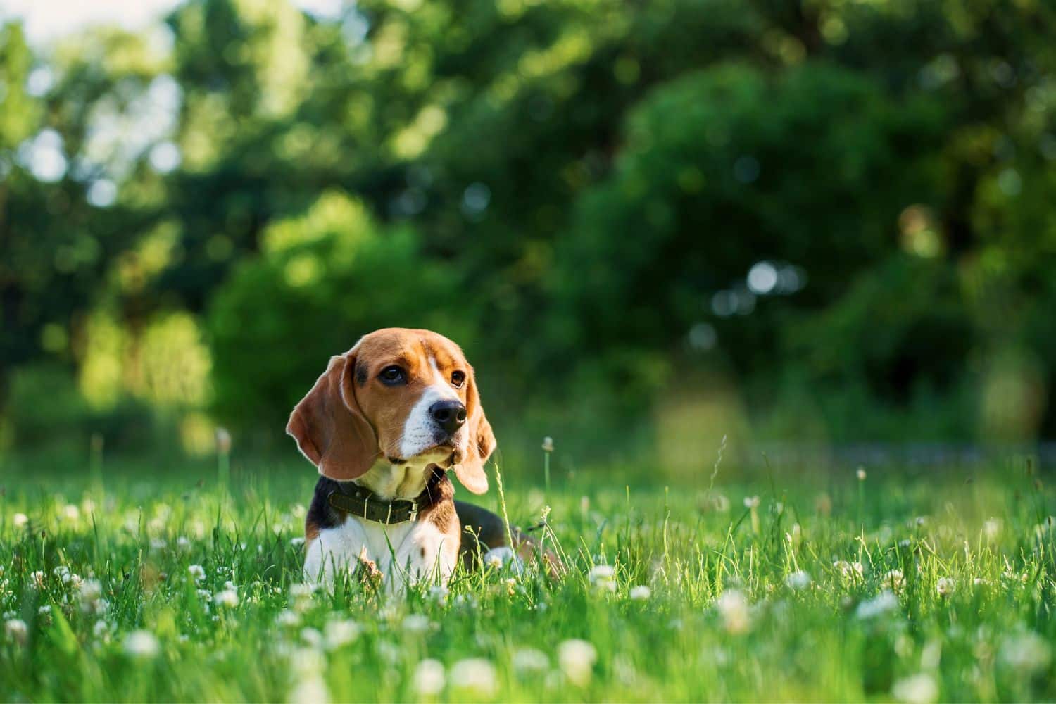 dog kennels for sale in phoenix az- dog kennels by breed