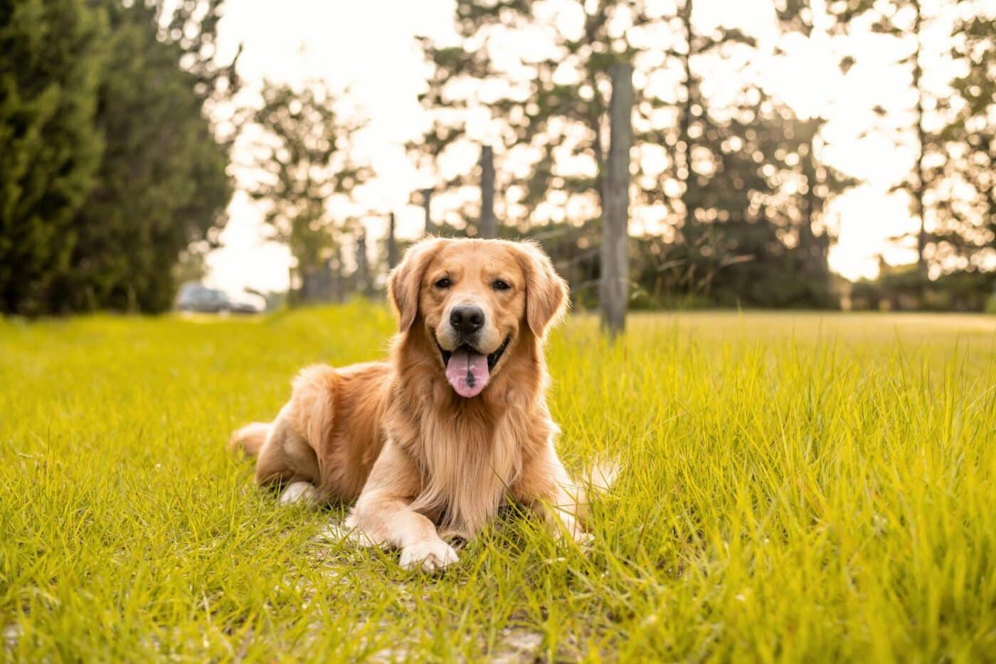 dog kennels for sale in rock hill sc- dog kennels by breed