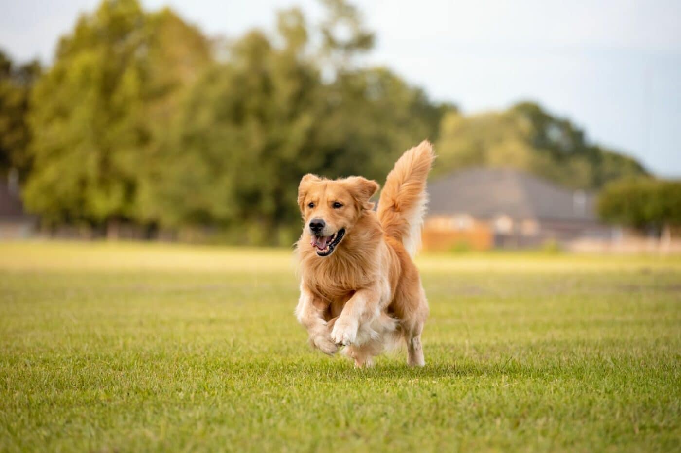 dog kennels for sale in saint petersburg fl - dog kennels by breed