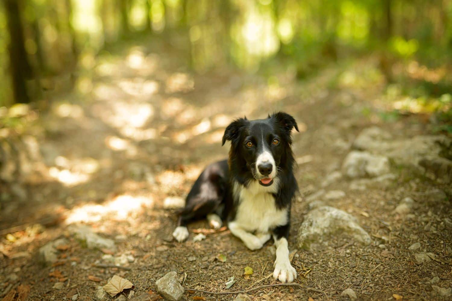 dog kennels for sale in salem or- dog kennels by breed