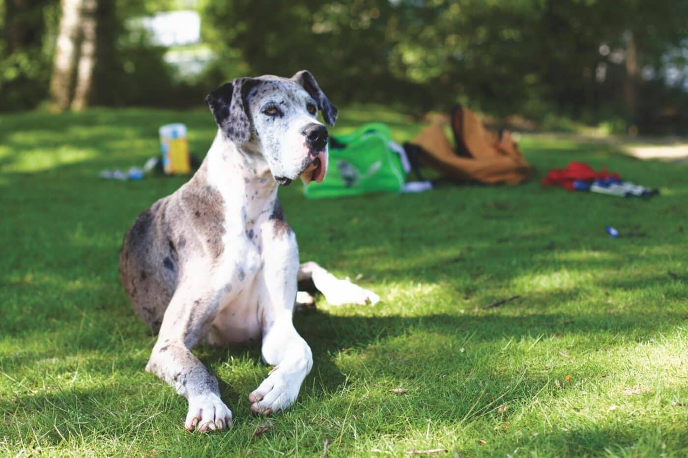 dog kennels for sale in savannah ga- dog kennels by breed