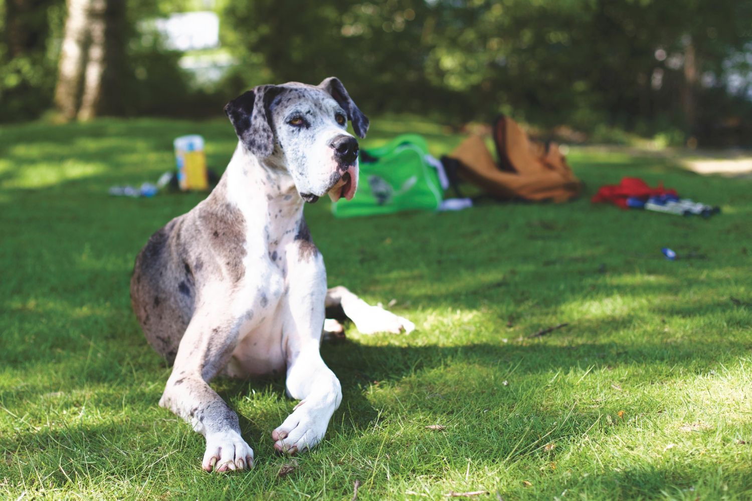 dog kennels for sale in savannah ga- dog kennels by breed