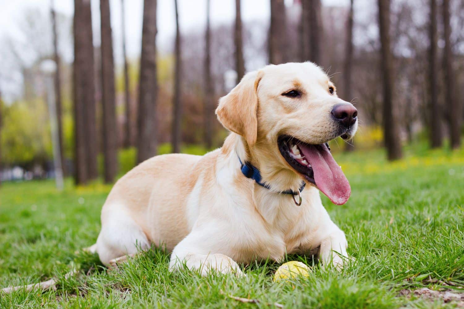 dog kennels for sale in sedona az- dog kennels by breed