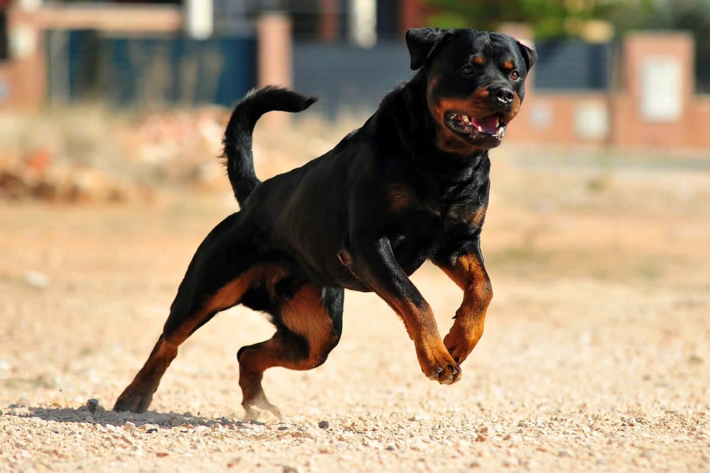 dog kennels for sale in south carolina- dog kennels by breed