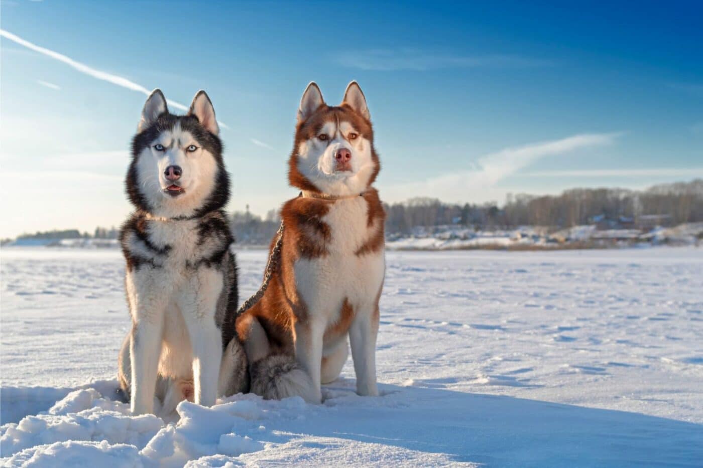 dog kennels for sale in stowe vt
