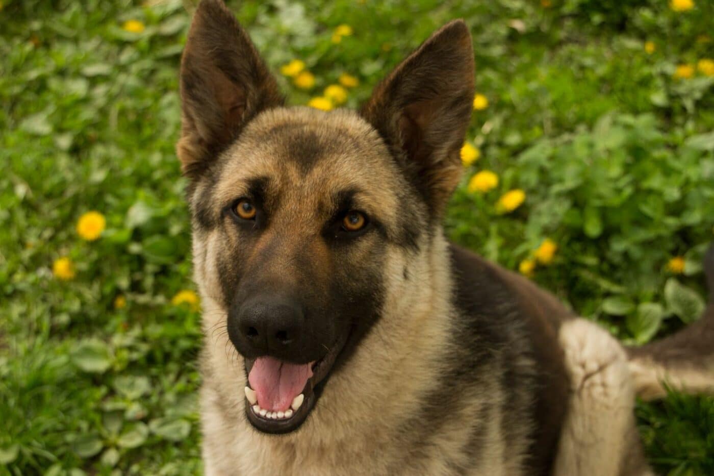 dog kennels for sale in trenton nj