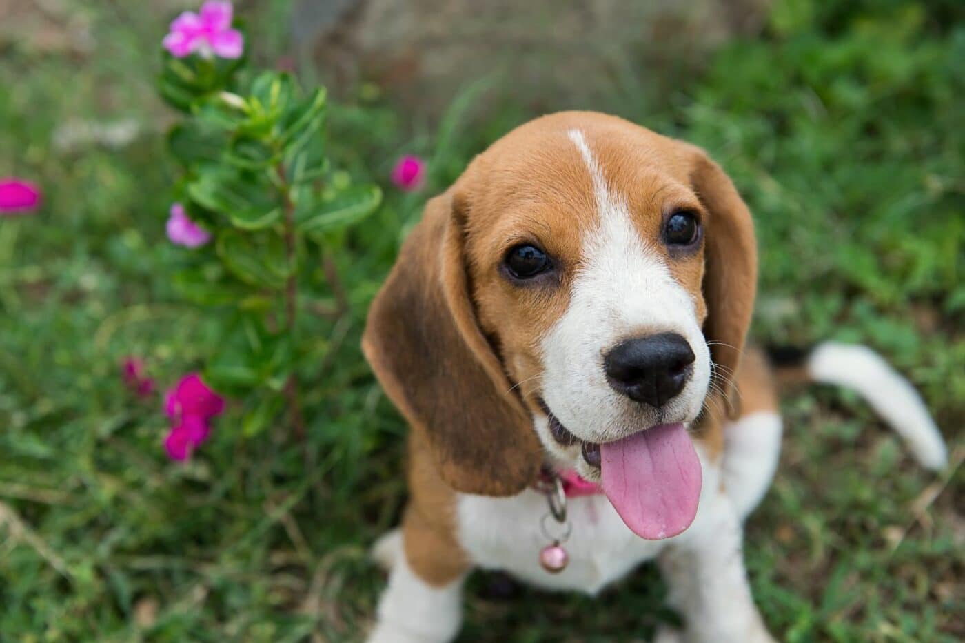 dog kennels for sale in west virginia- dog kennels by breed