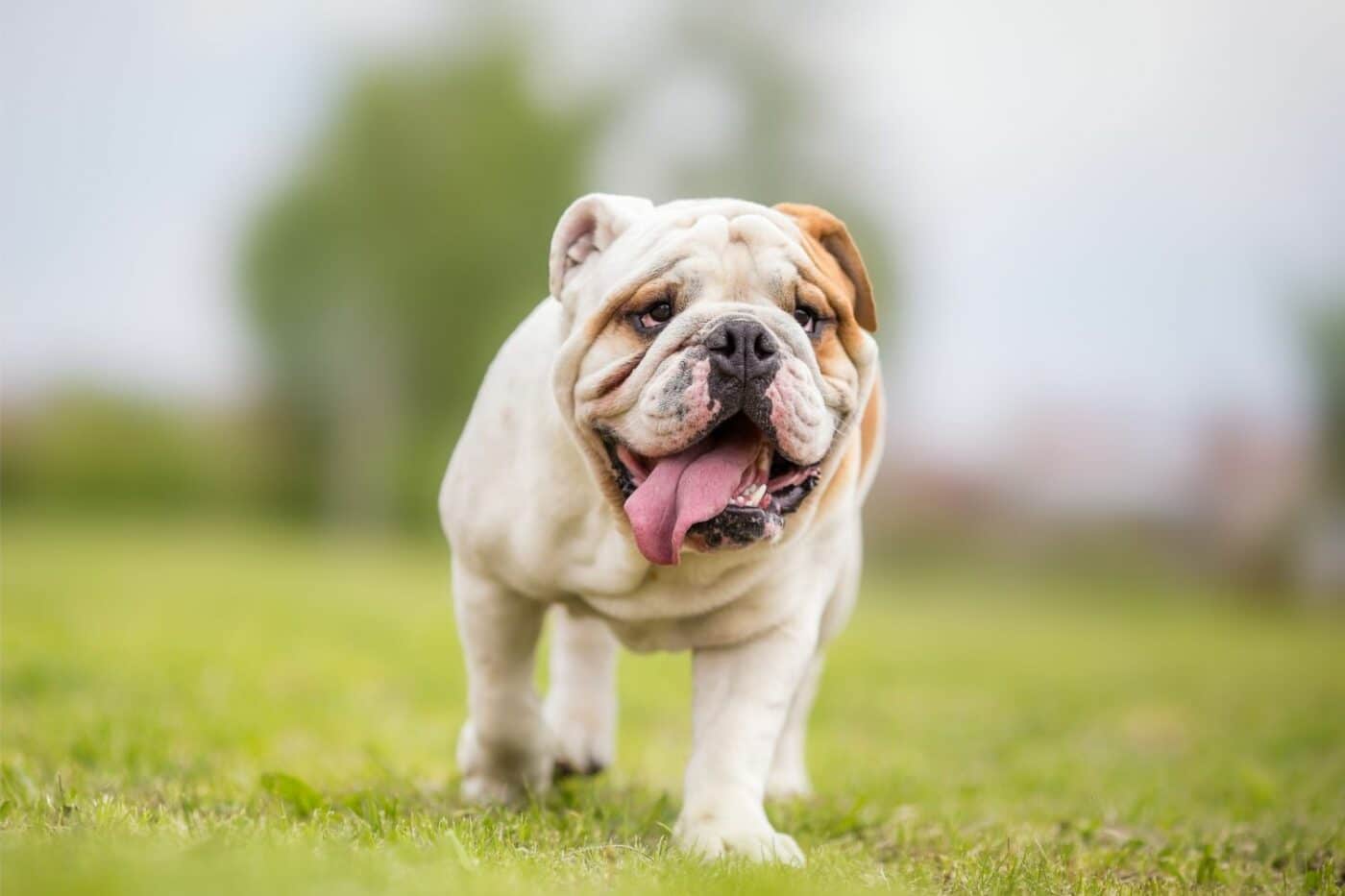 dog kennels for sale in wichita ks- dog kennels by breed
