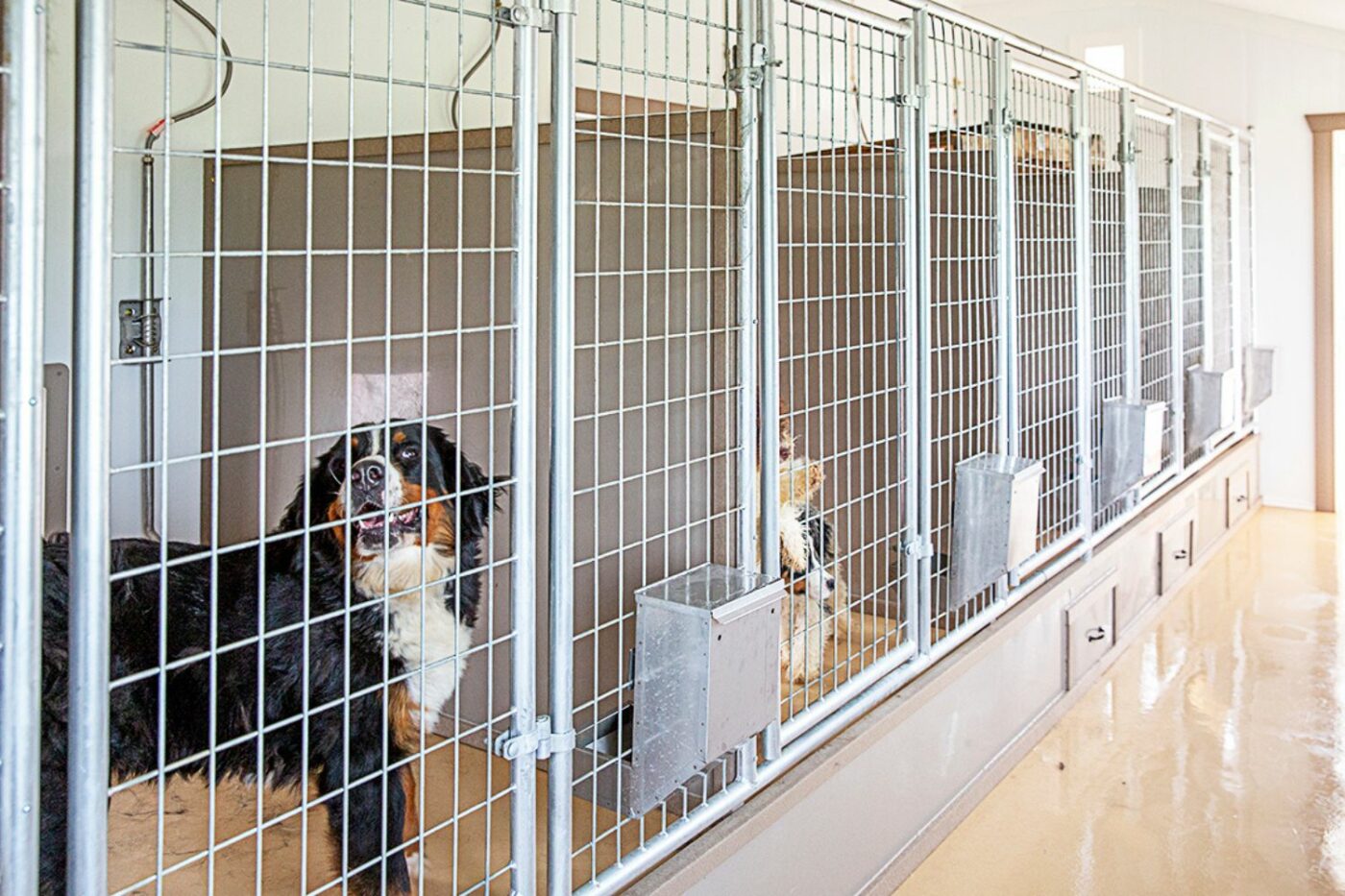 dog kennels in connecticut-