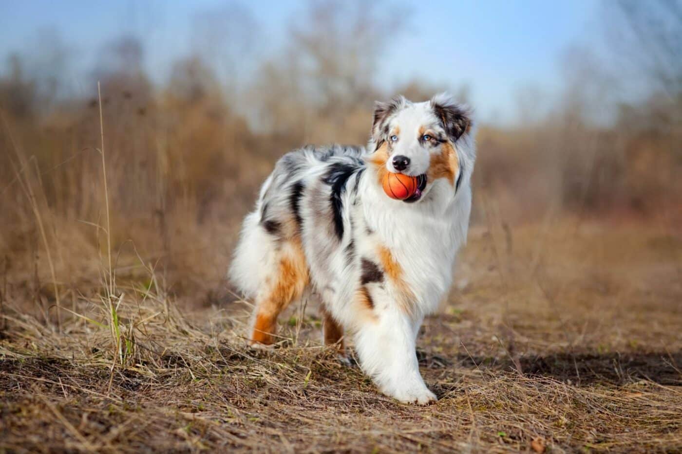 dog kennels in massachusetts