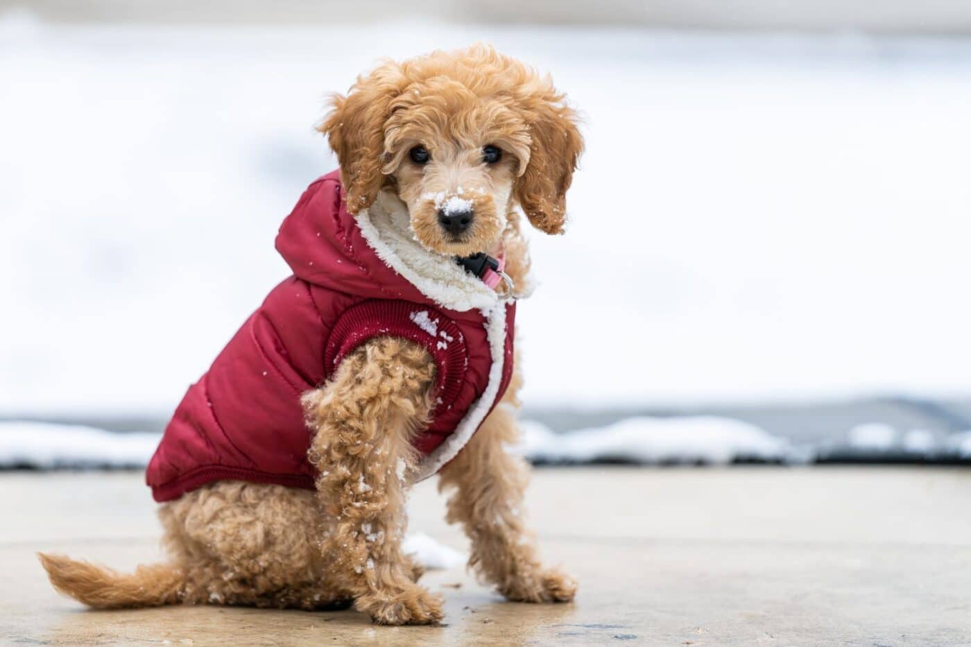 dog outside in the winter