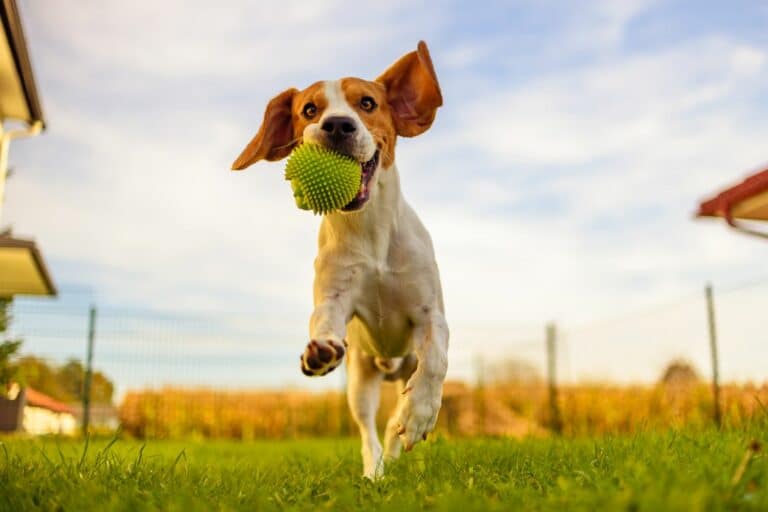 dog training tips for beginners