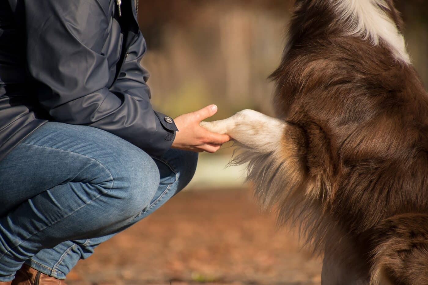 dog training tips for beginners shake a paw