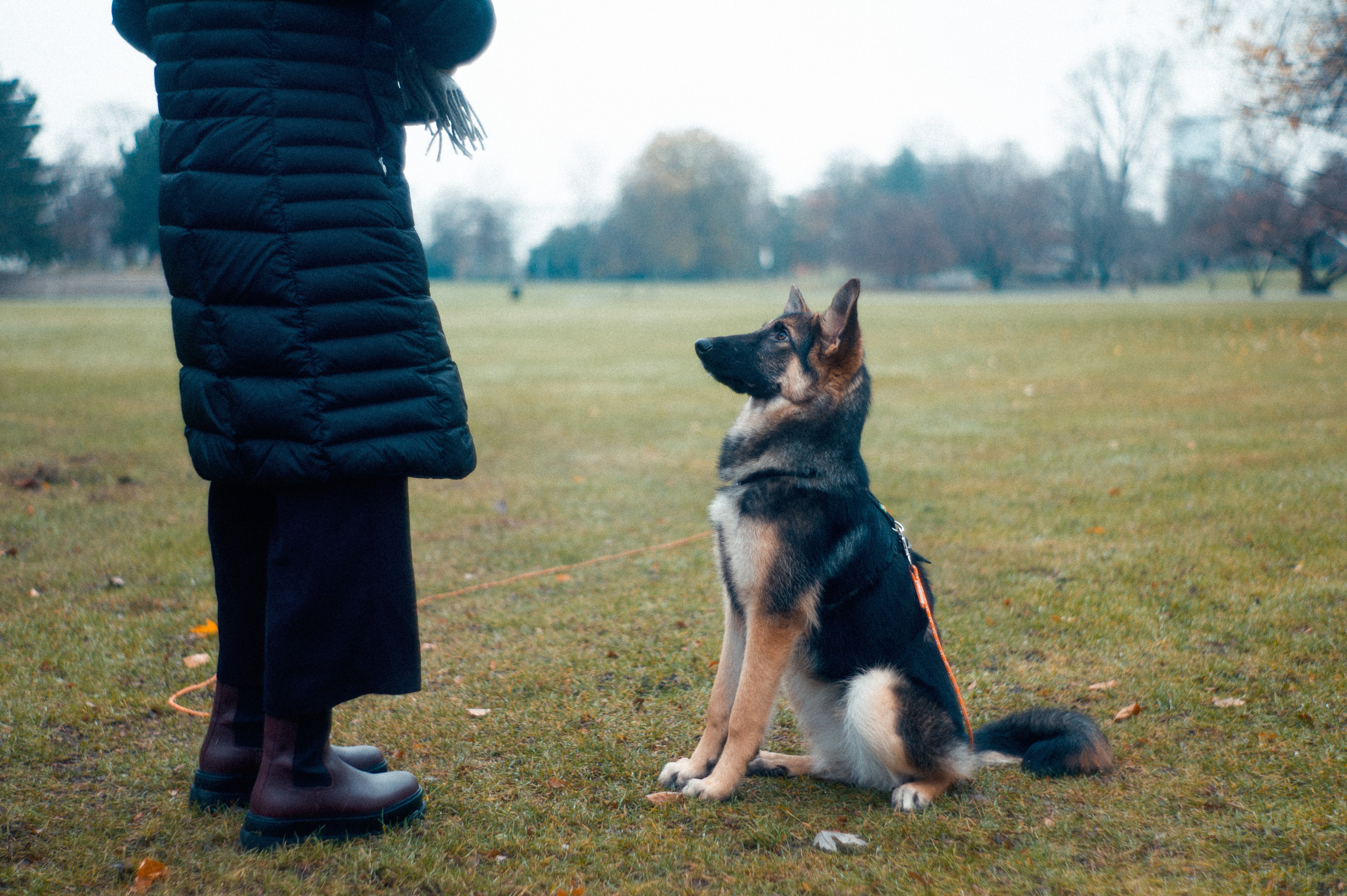 dog training tips for beginners sitting