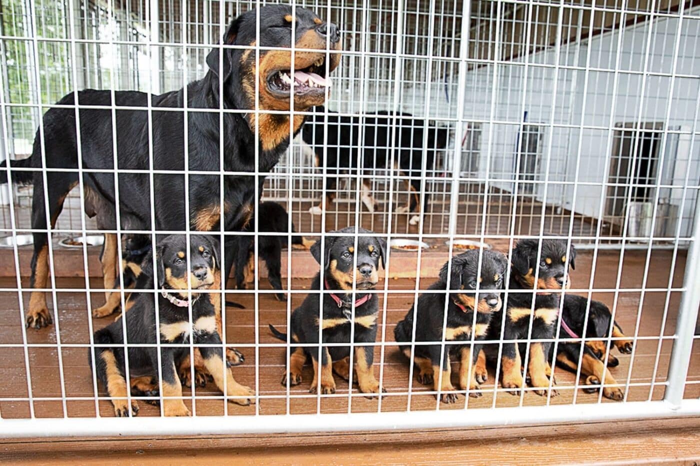 dogs in a kennel