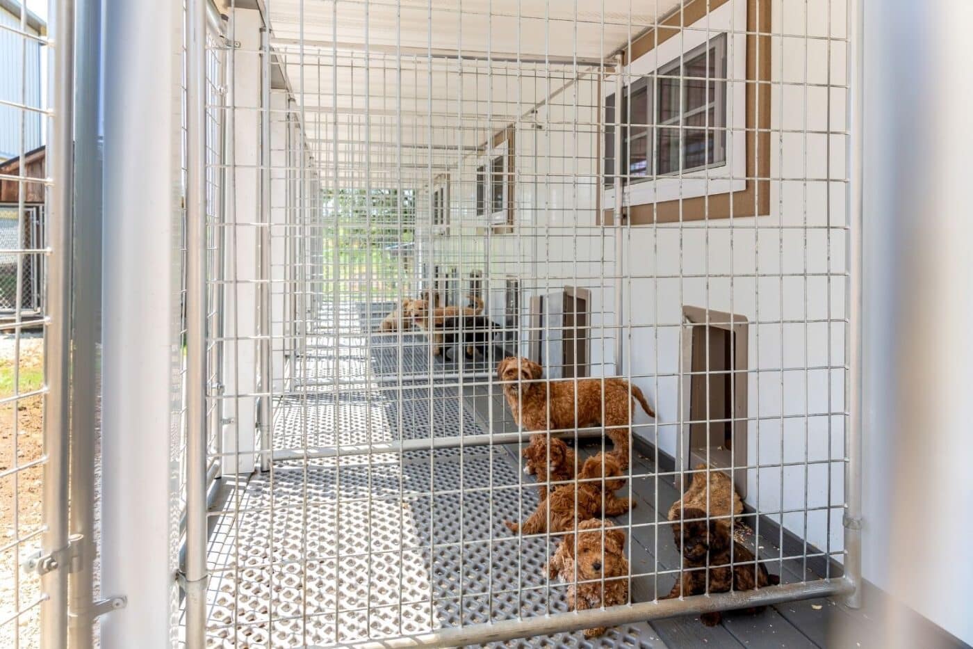 dogs in their kennel (1)
