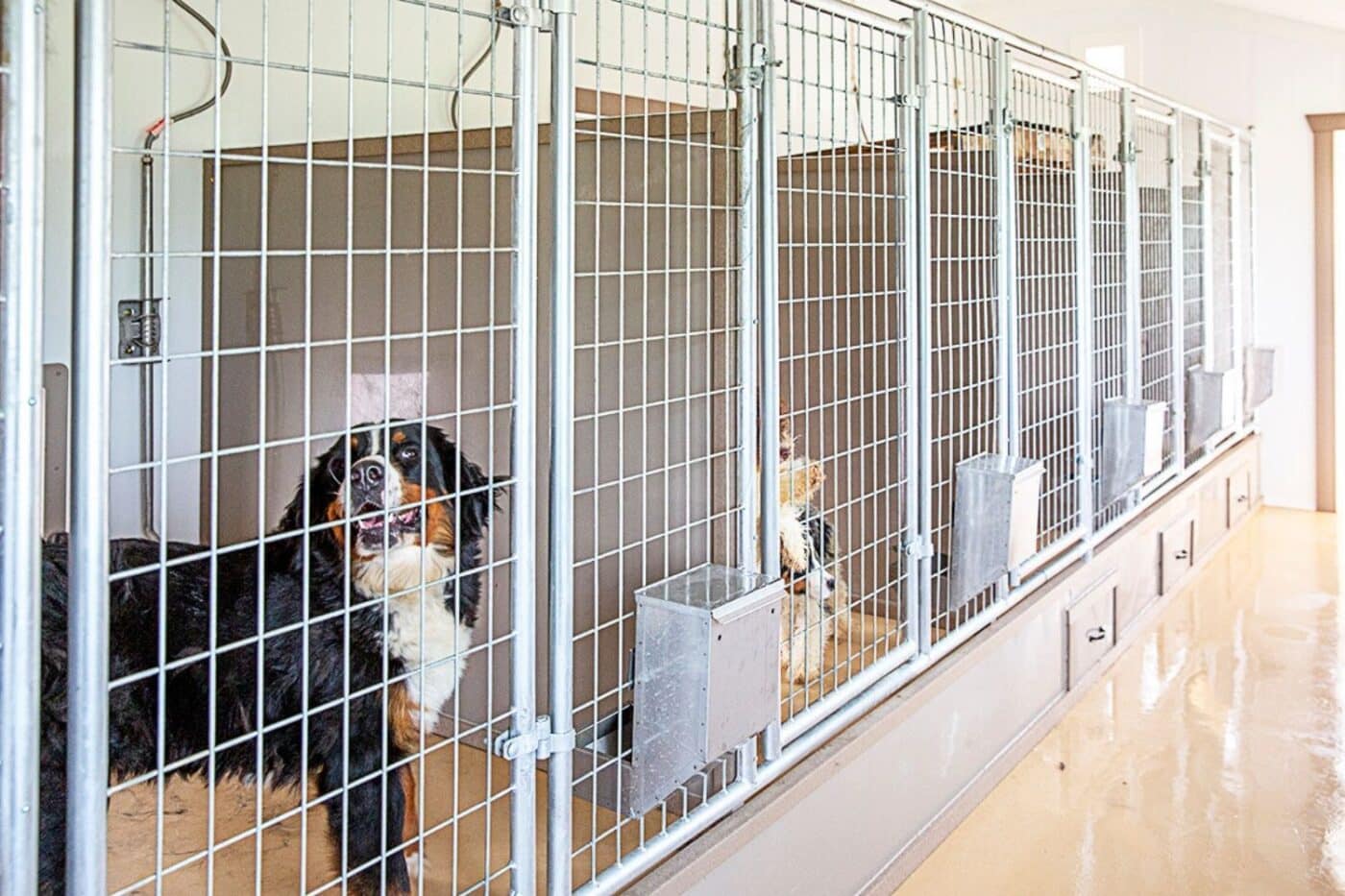 dogs in their kennel