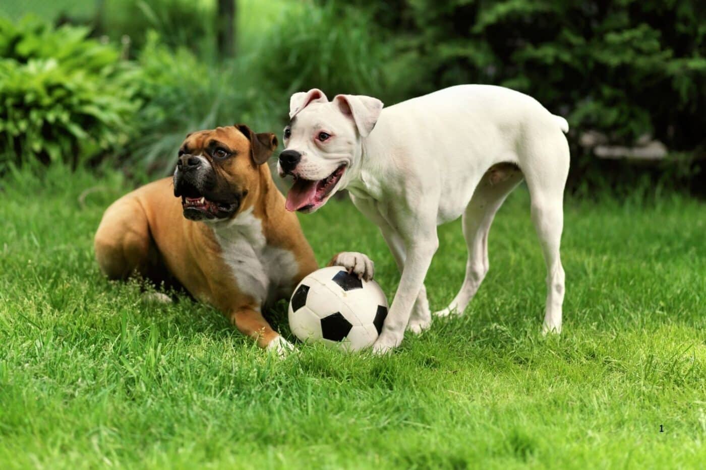 dogs playing soccer