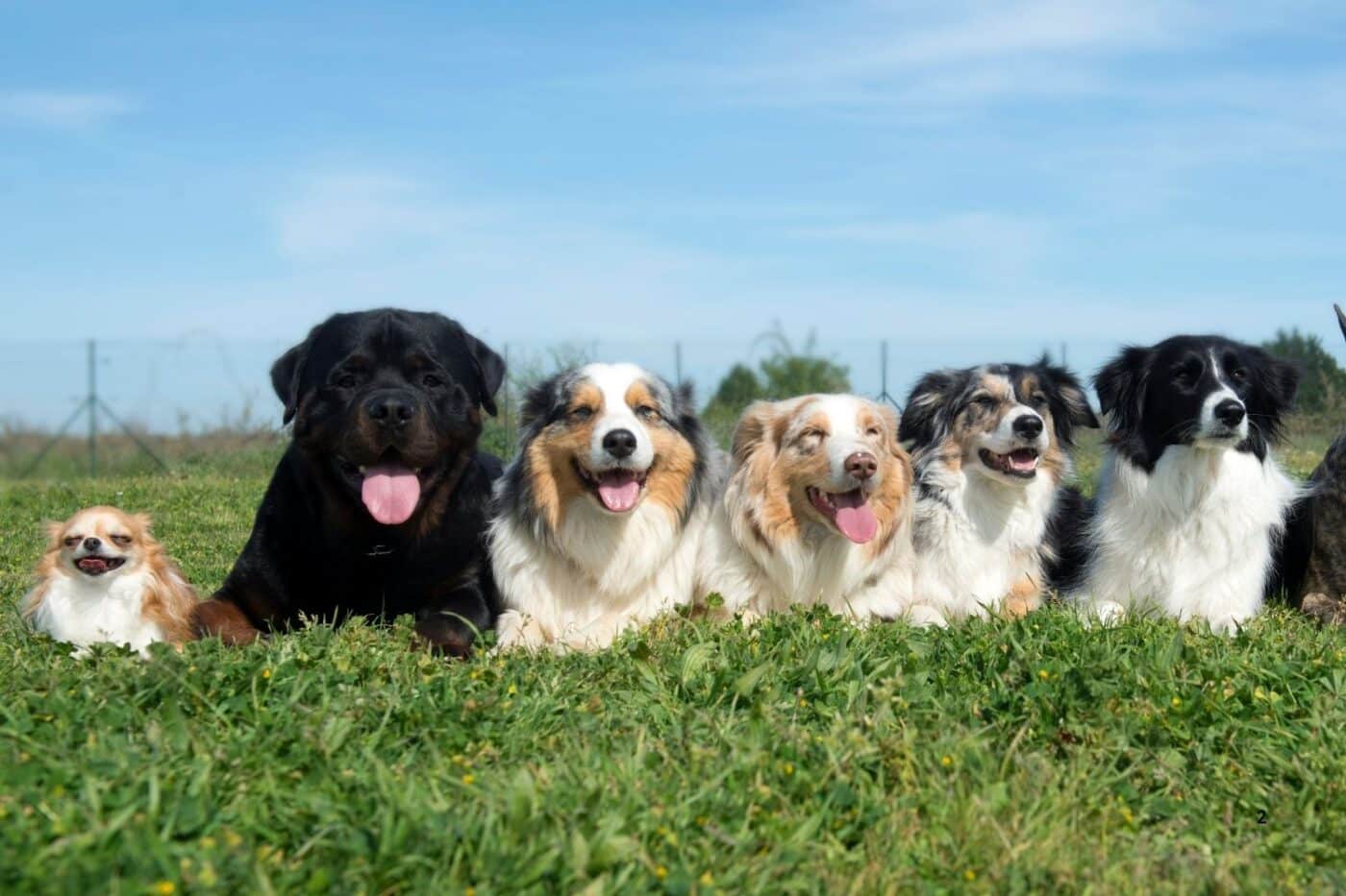 dogs smiling
