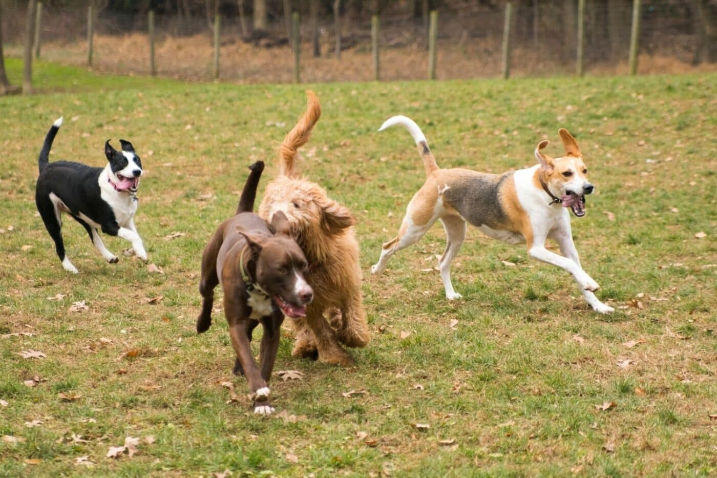 four dogs playing outside