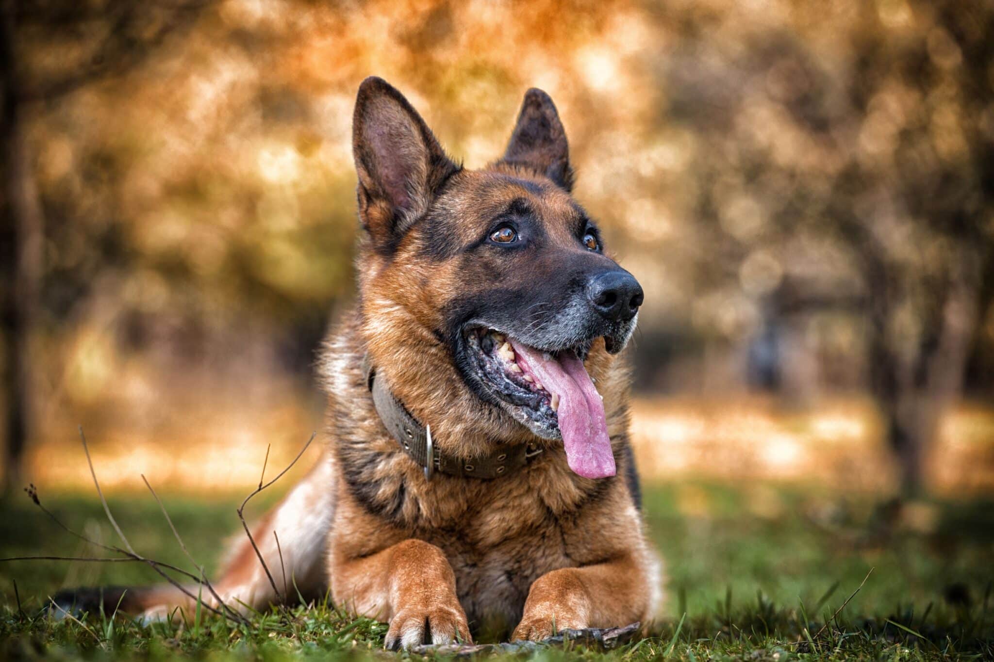 german Shepard
