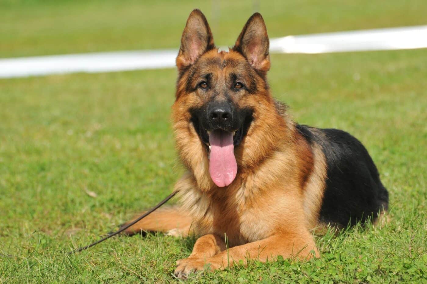 german shepherd dog