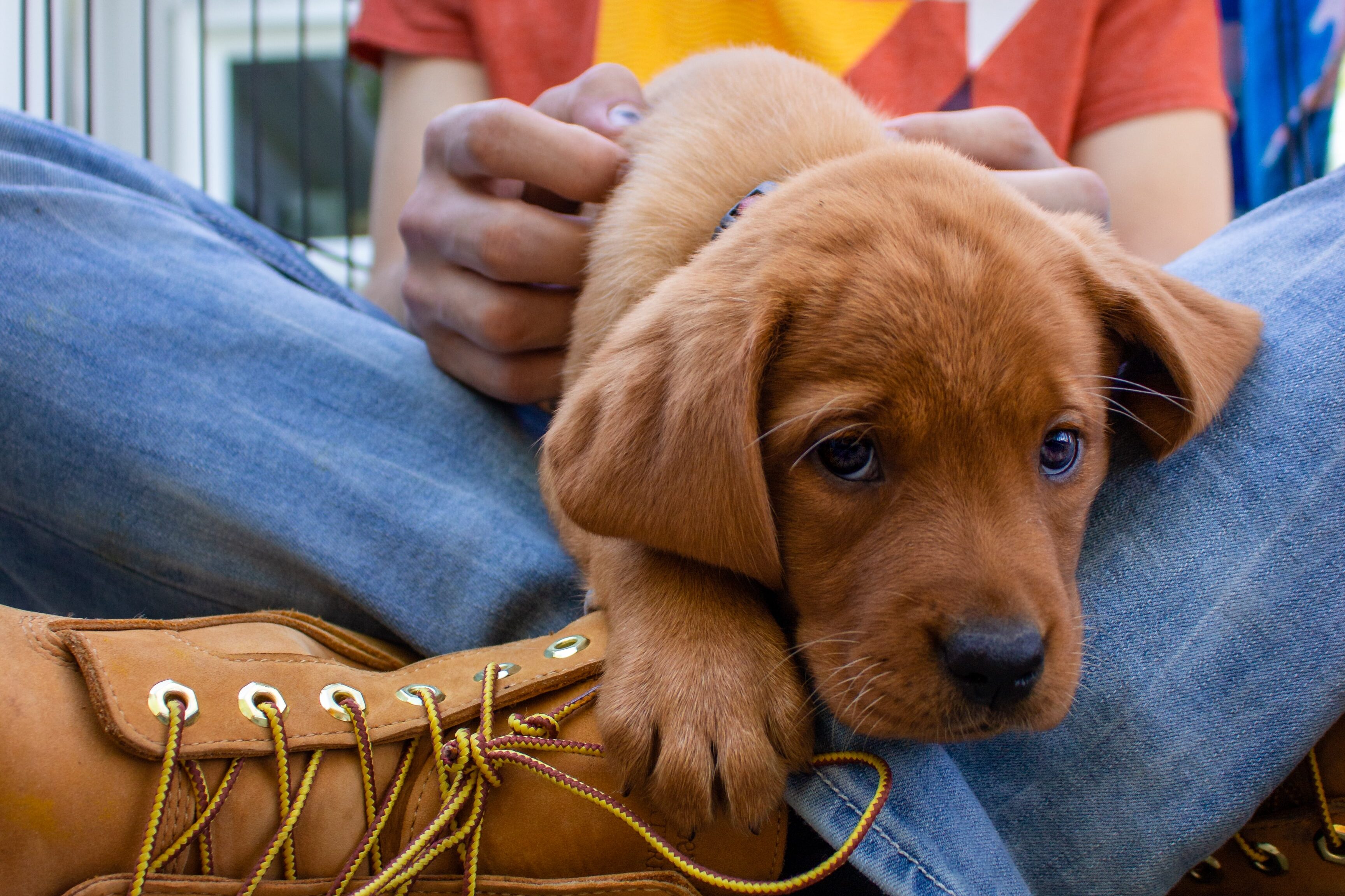 puppy sitting in person's lap