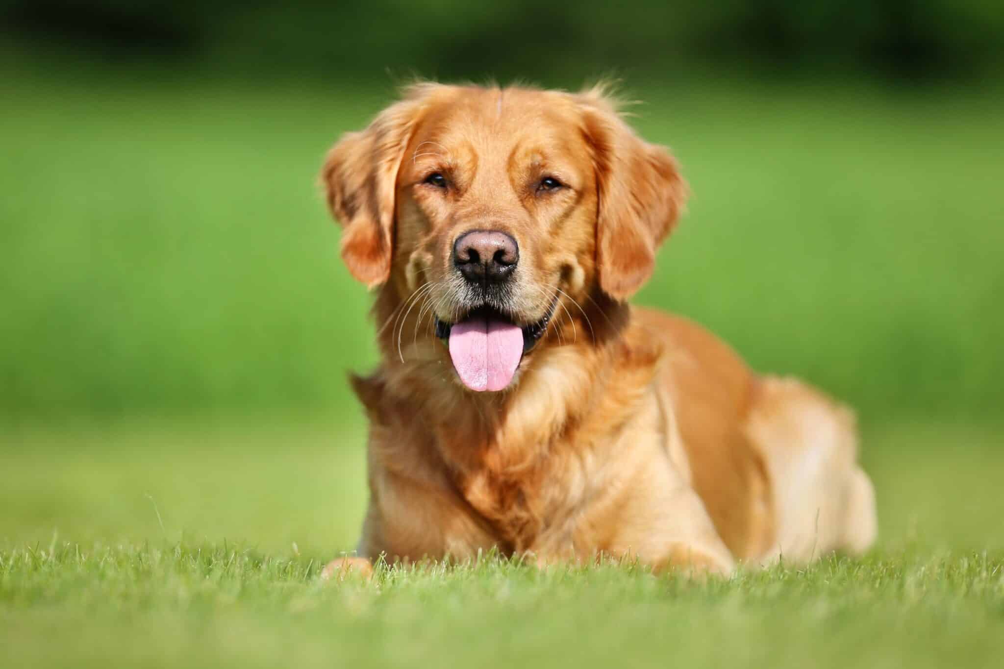 golden retriever laying in grass panting