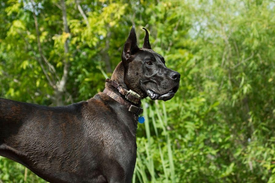 black great dane