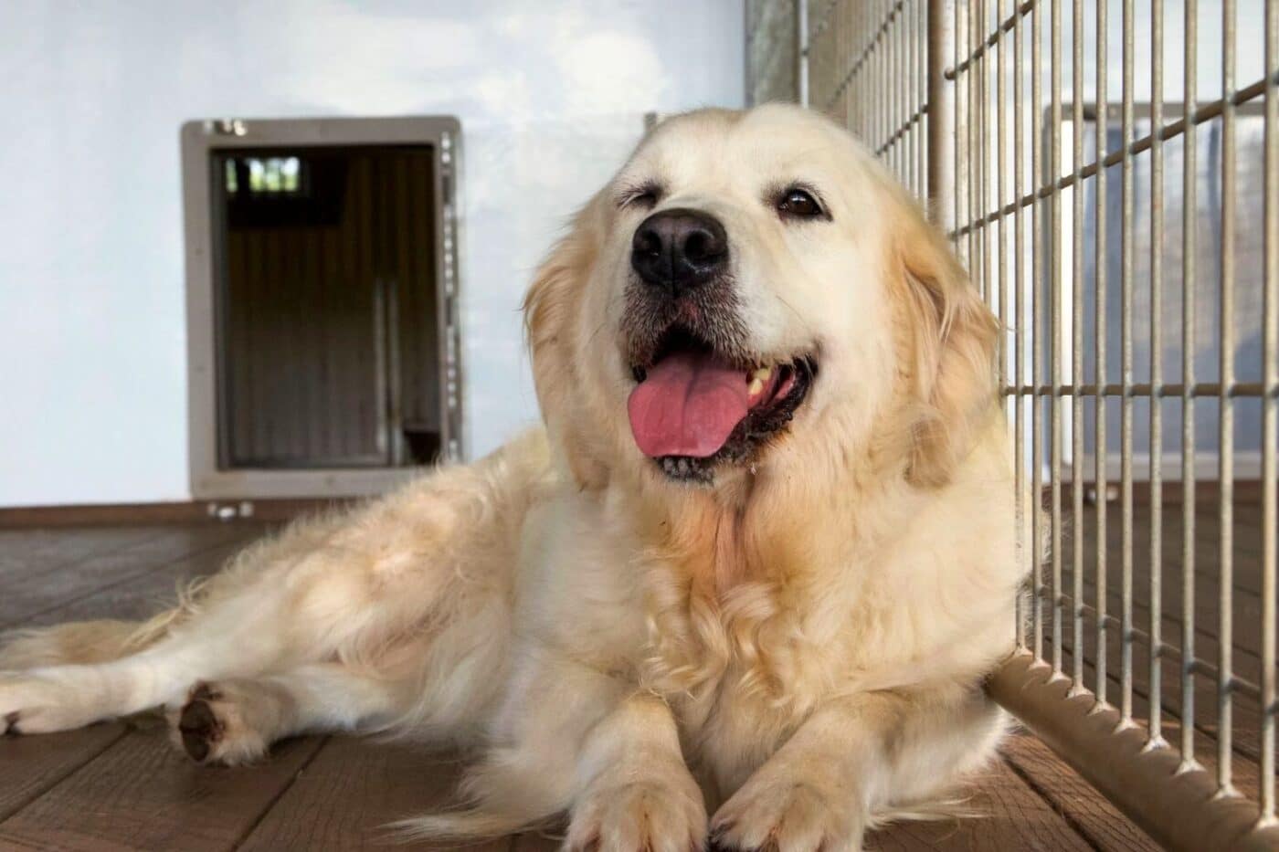 happy dog