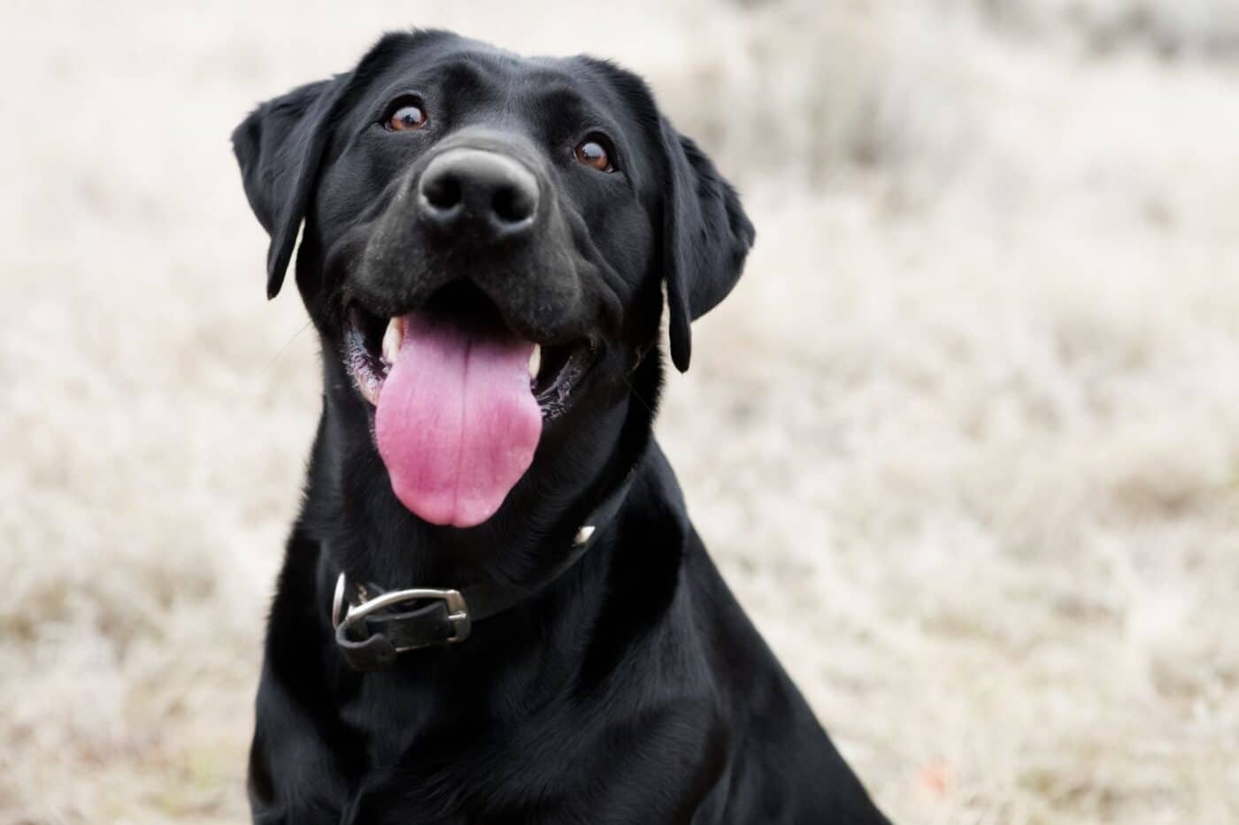 happy dog tdkc