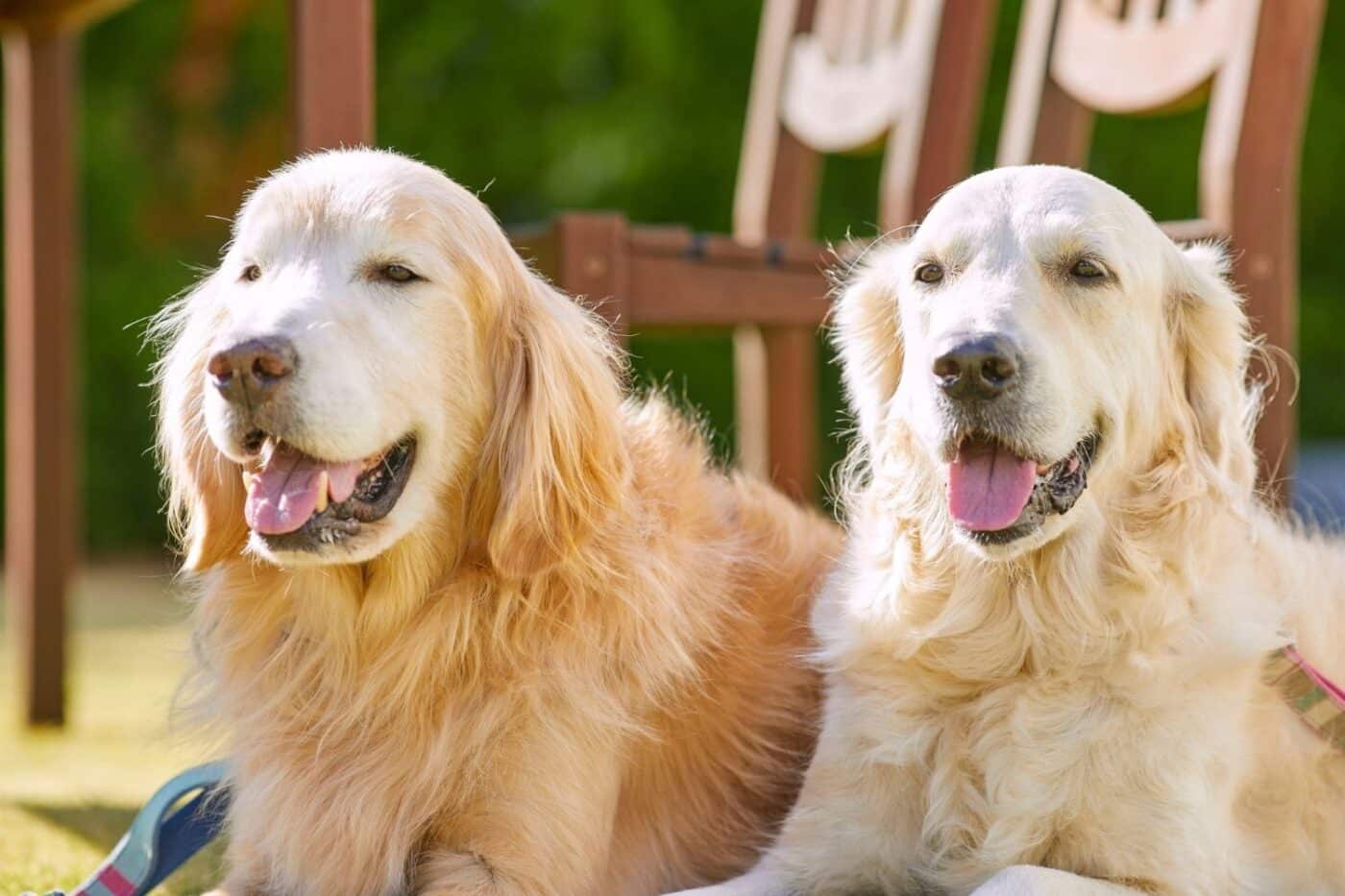 happy dogs