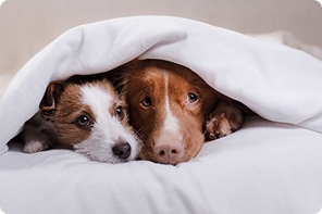 homepage dog boarding