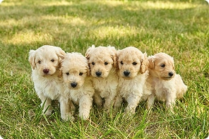 homepage dog breeding