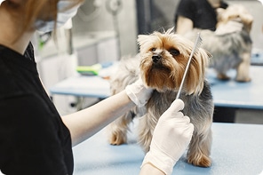 homepage dog grooming