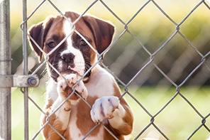 homepage dog shelters