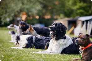 homepage dog training