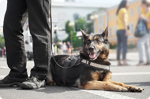homepage k9 kennels